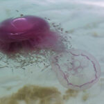 Pink Meanie jellyfish with long tentacles