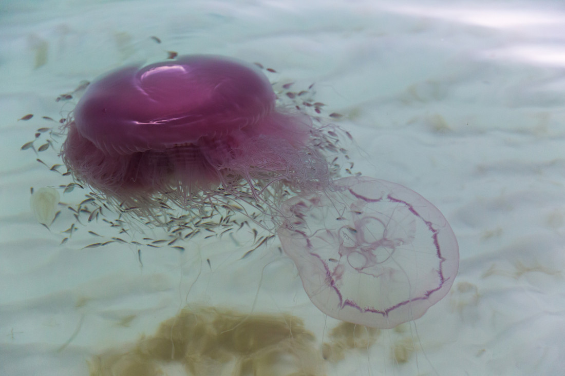 Pink Meanie jellyfish with long tentacles