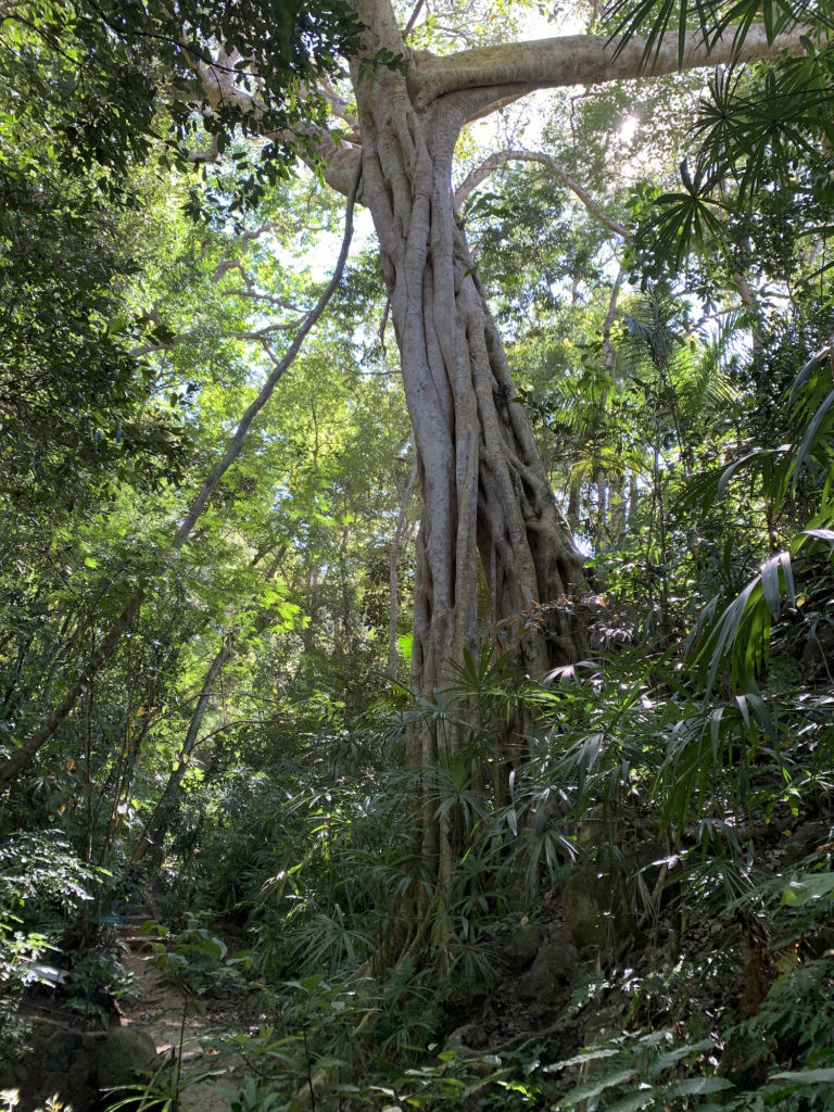vallarta botanical garden visit