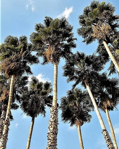 Mexican Fan Palms at LA Botanic Garden