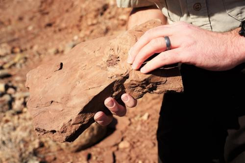 Fossilized trackways at Prehistoric Trackways National Monument, Las Cruces
