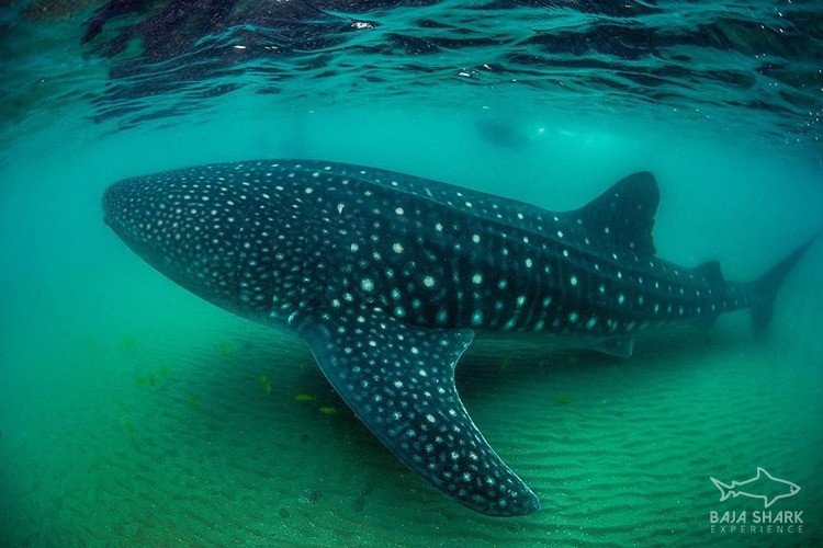 Essential items for a shark diving trip