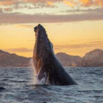 Whale watching in Cabo San Lucas is a popular activity