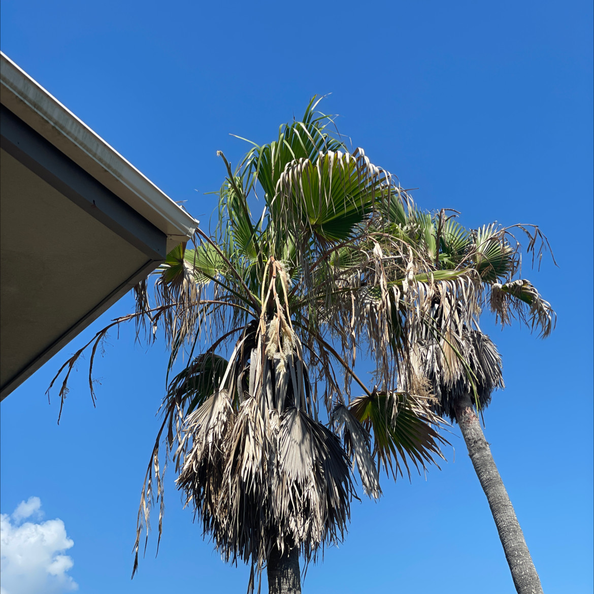 Mexican Fan Palm with green and brown fronds under a clear blue sky.