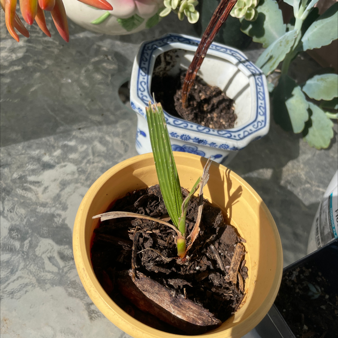 Young Mexican Fan Palm in a small pot with visible soil, well-framed and in focus